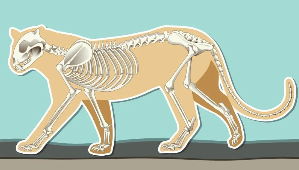 Anatomia e fisiologia animal